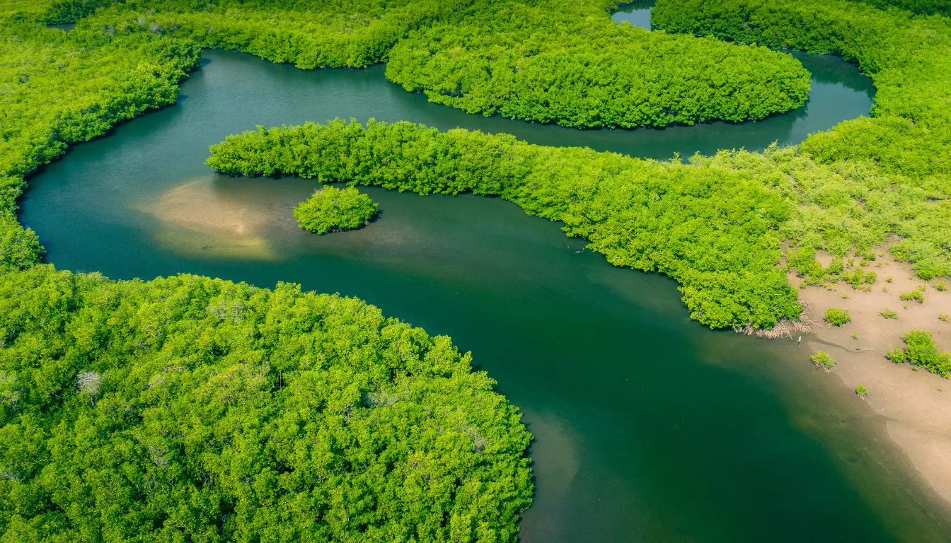Amazon Rainforest