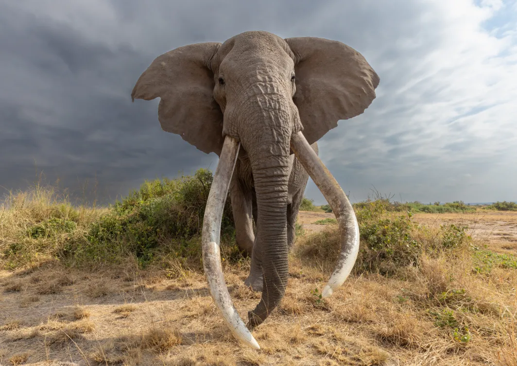 Amboseli National Park Amboseli National Park