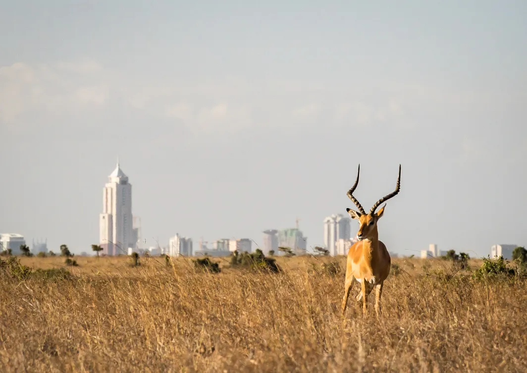 Nairobi National Park Nairobi National Park
