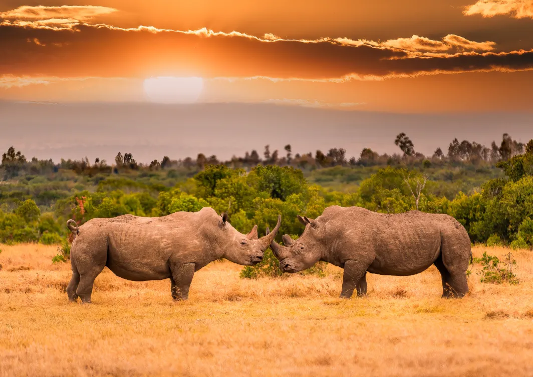 Ol Pejeta Conservancy Ol Pejeta Conservancy
