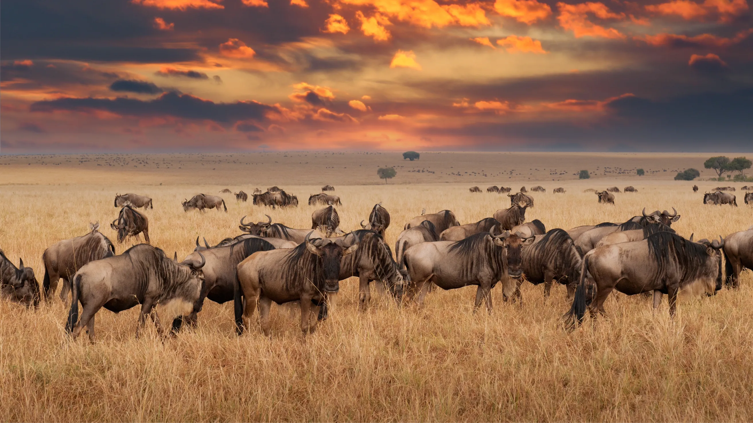 Tanzania Serengeti Banner