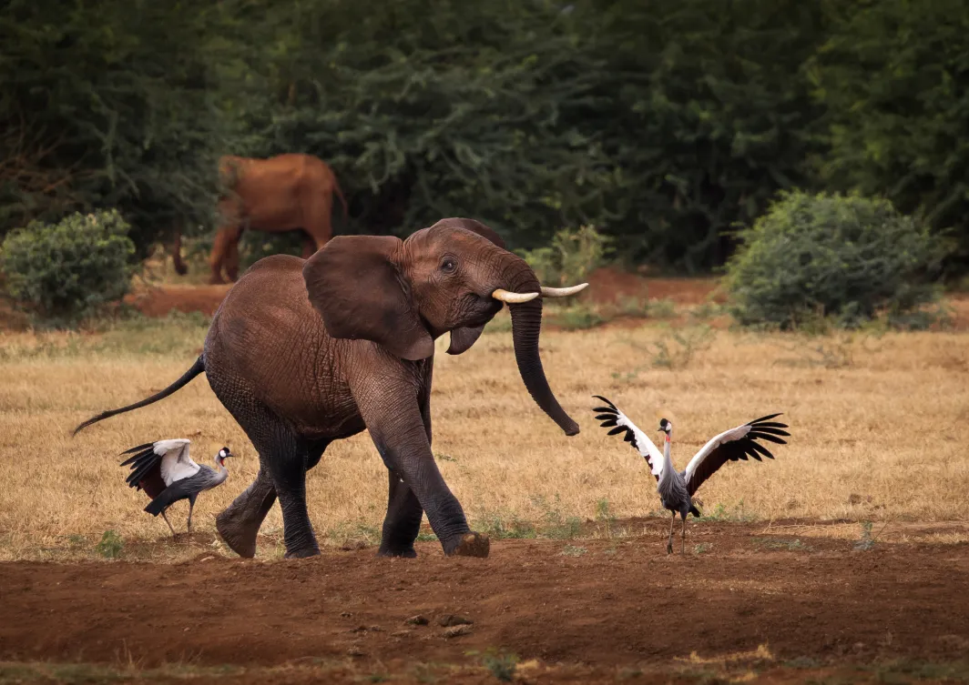 Tsavo East Tsavo East